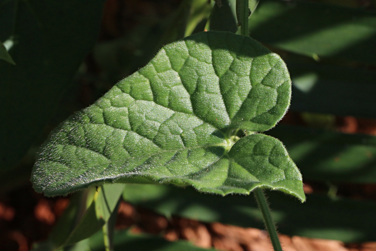 Cucumis maderaspatanus Cucumis maderaspatanus