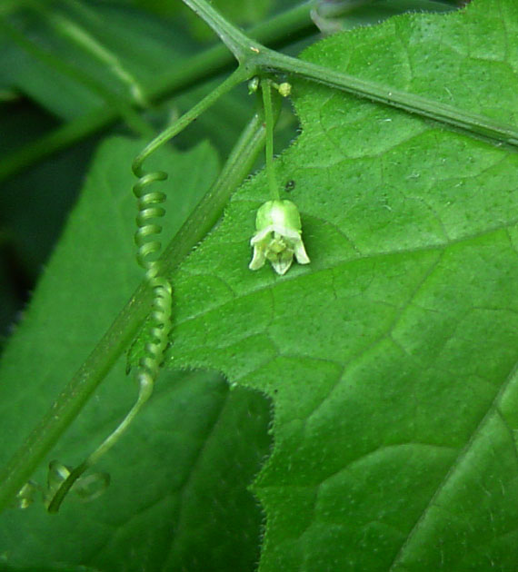 Zehneria minutiflora Zehneria minutiflora