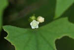 Zehneria minutiflora