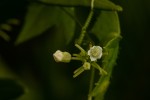 Zehneria minutiflora