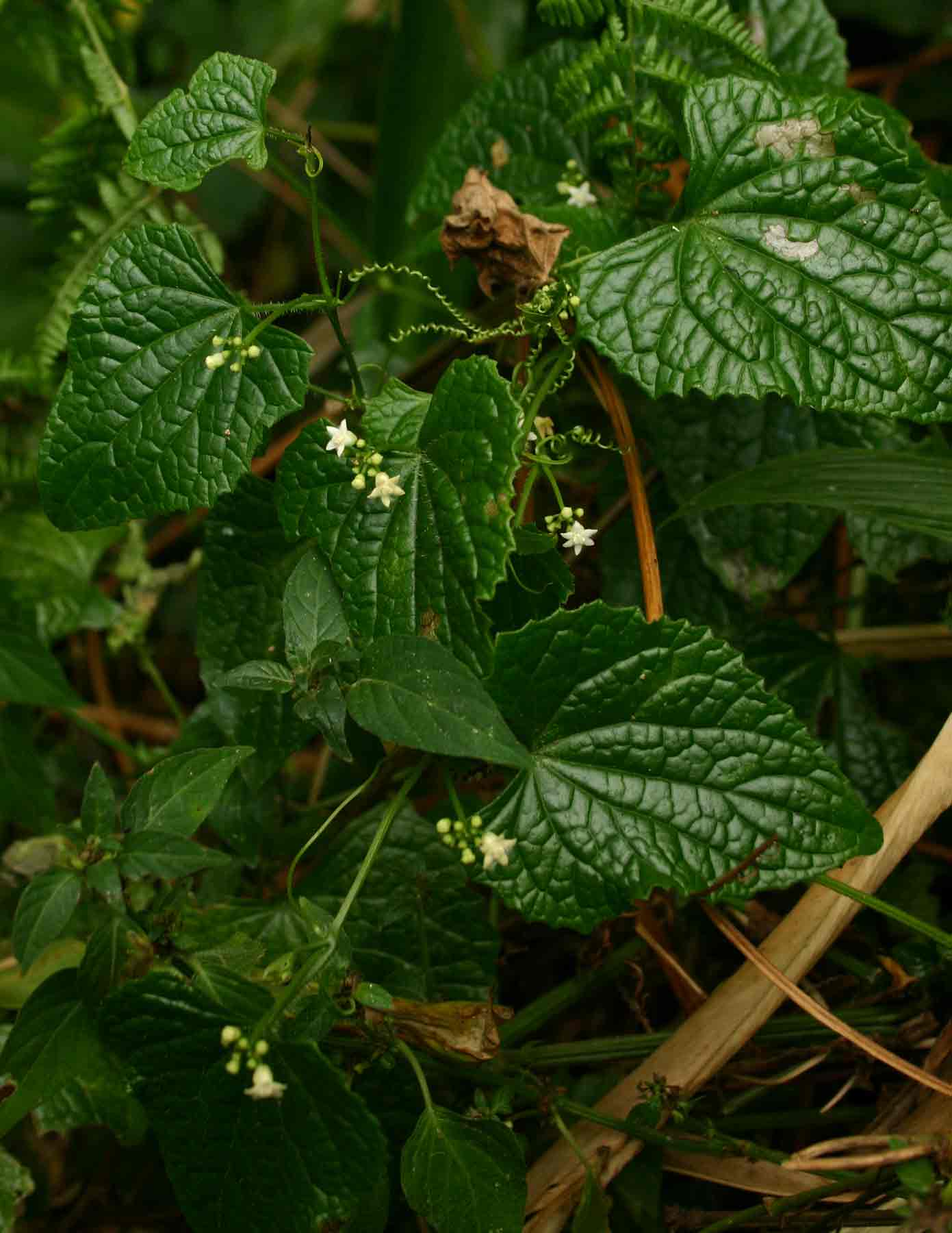 Zehneria scabra subsp. scabra Zehneria scabra subsp. scabra