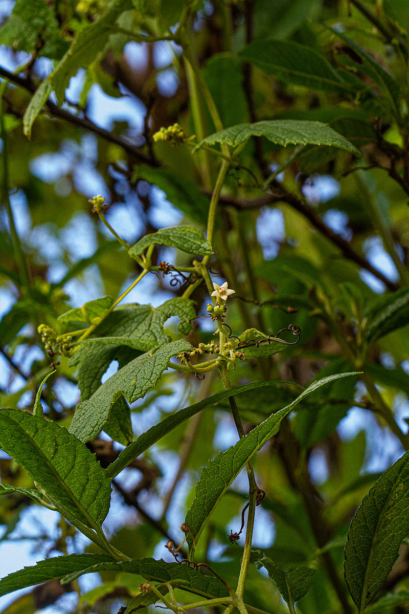 Zehneria scabra subsp. scabra Zehneria scabra subsp. scabra