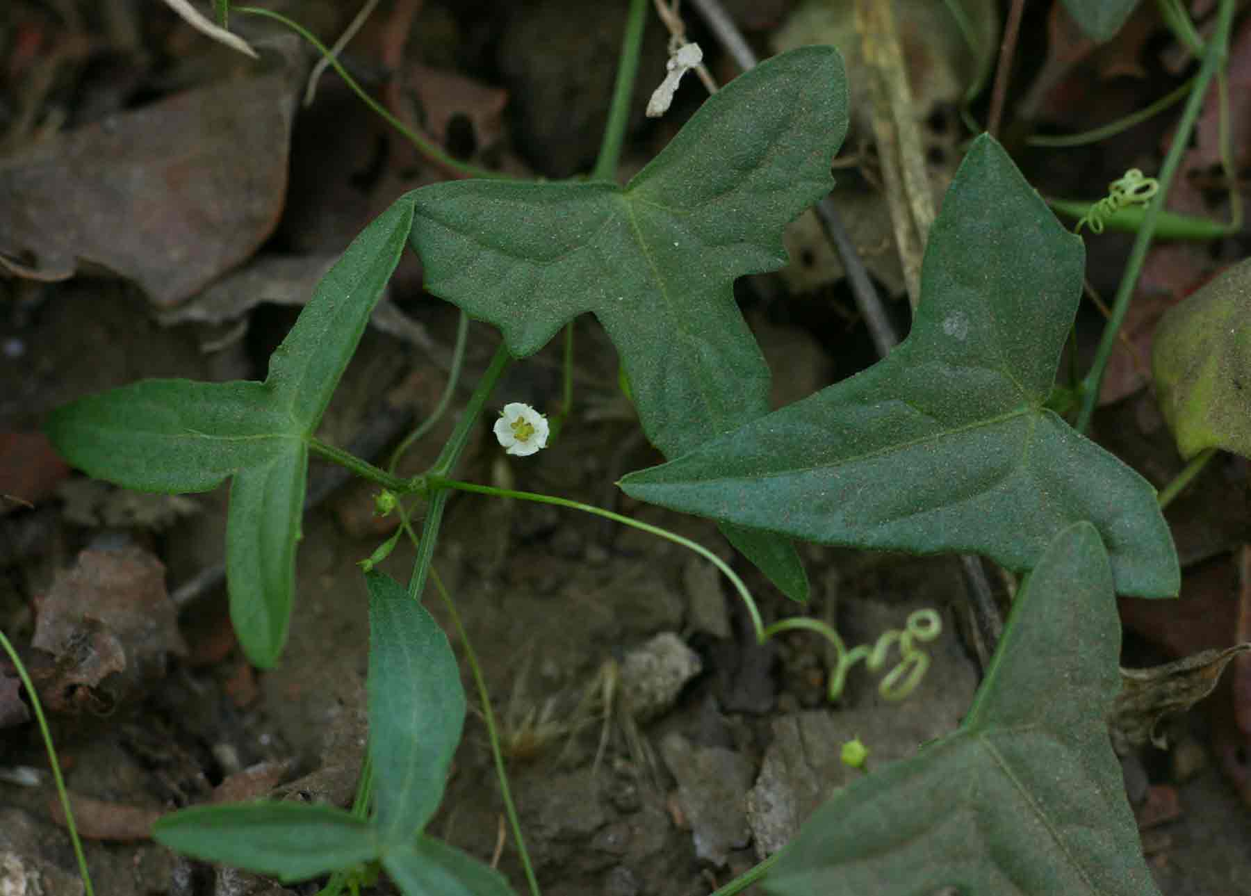 Zehneria tridactyla Zehneria tridactyla