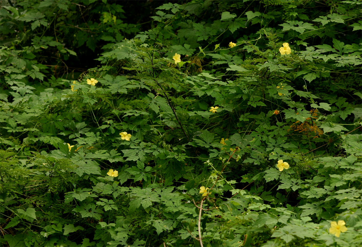 Momordica charantia subsp. charantia Momordica charantia subsp. charantia