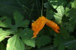 Momordica charantia subsp. charantia