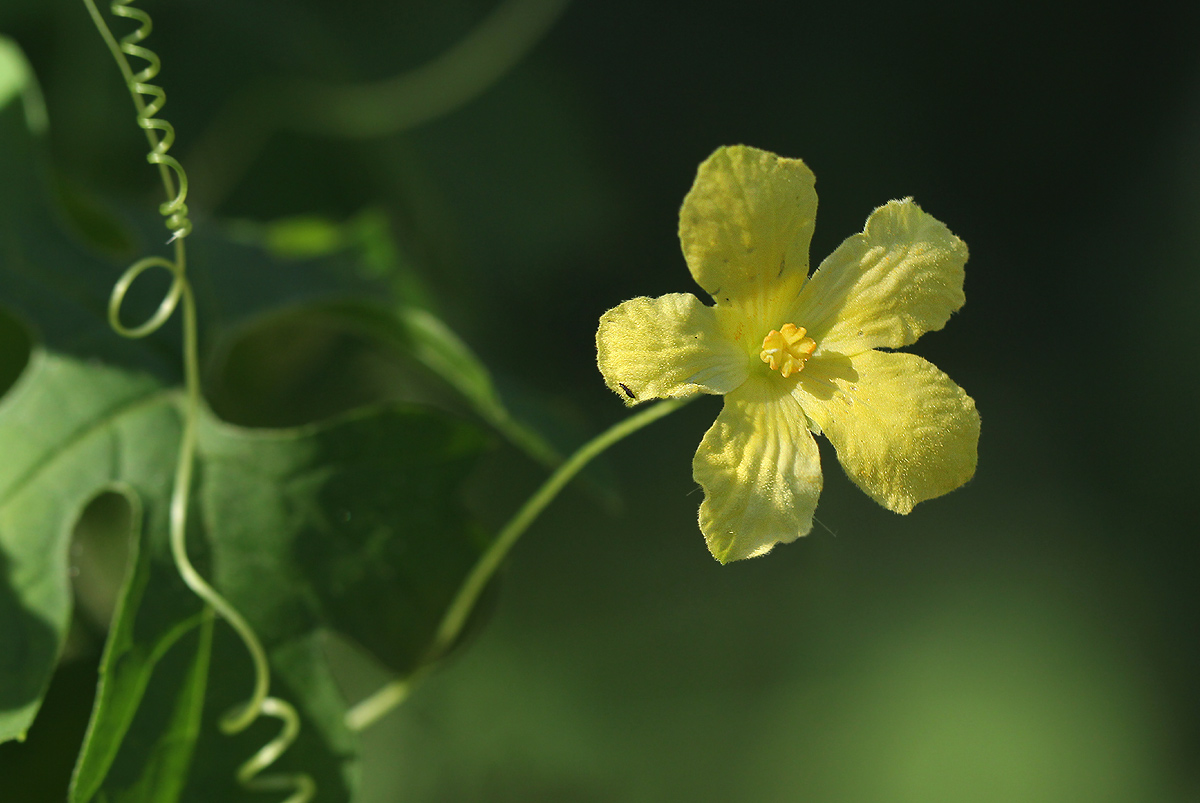Momordica charantia subsp. charantia Momordica charantia subsp. charantia