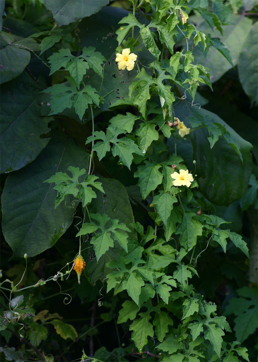 Momordica charantia subsp. charantia Momordica charantia subsp. charantia