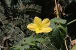 Momordica charantia subsp. charantia