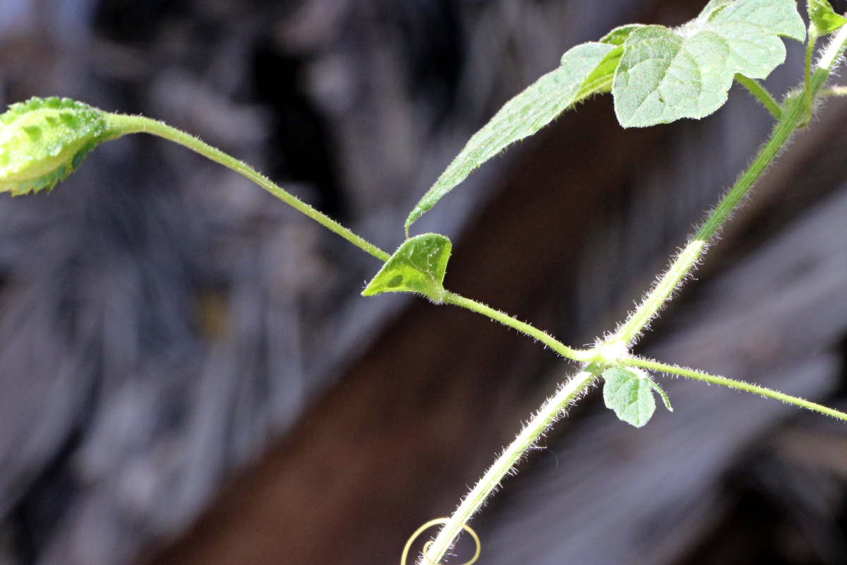 Momordica charantia subsp. charantia