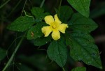 Momordica charantia subsp. charantia