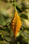 Momordica charantia subsp. charantia
