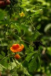 Momordica charantia subsp. charantia