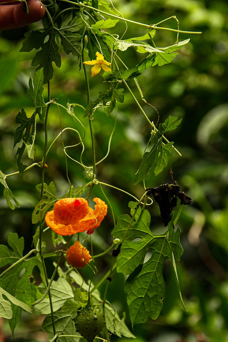 Momordica charantia subsp. charantia Momordica charantia subsp. charantia