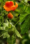 Momordica charantia subsp. charantia