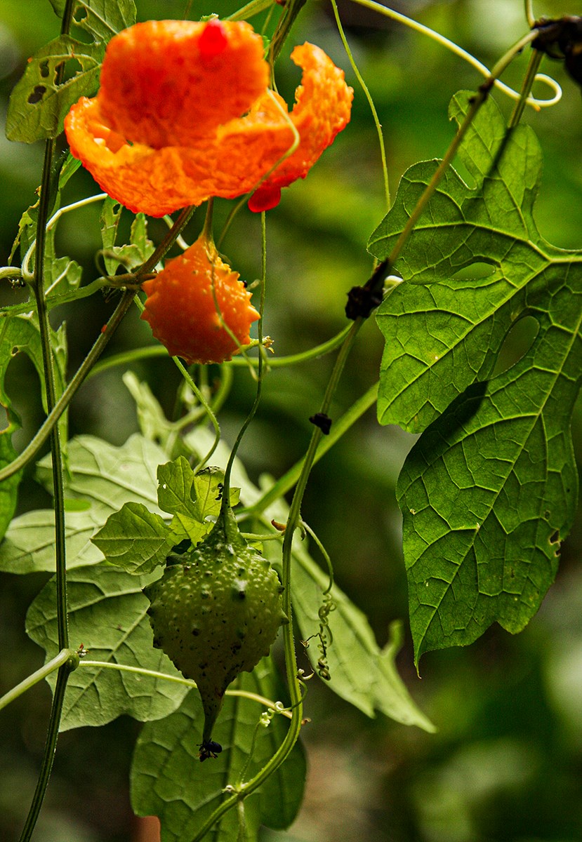 Momordica charantia subsp. charantia Momordica charantia subsp. charantia