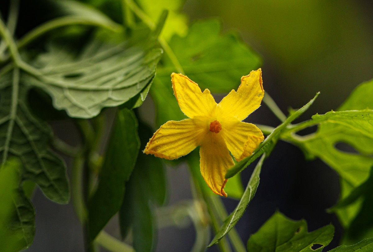 Momordica charantia subsp. charantia Momordica charantia subsp. charantia