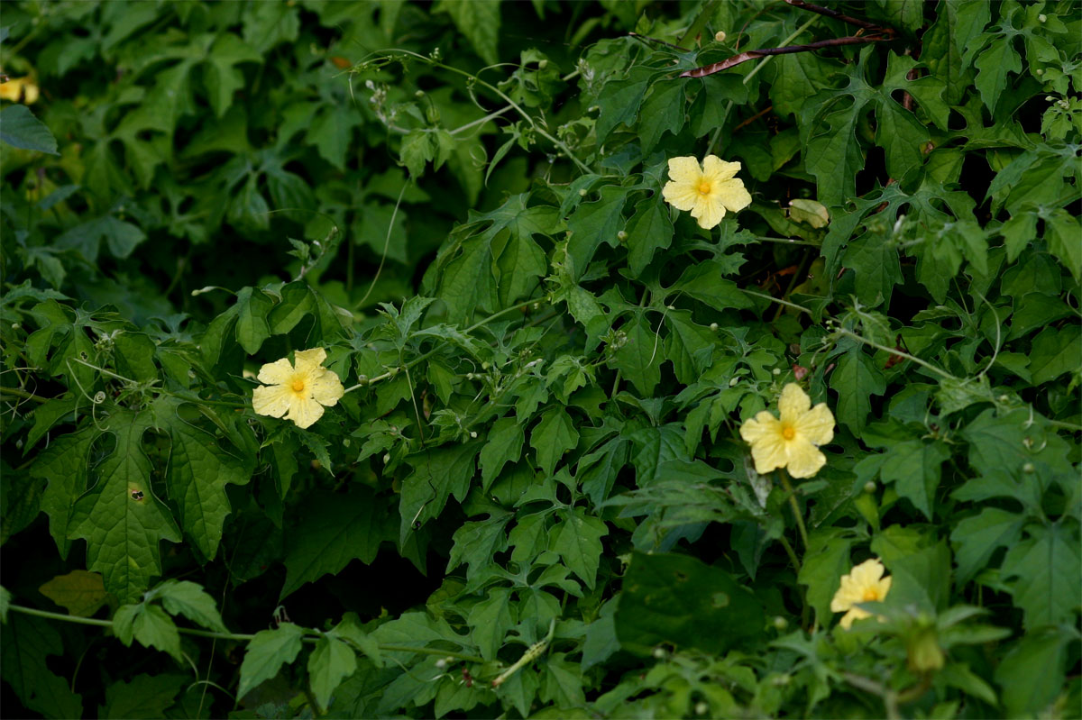 Momordica charantia subsp. charantia Momordica charantia subsp. charantia