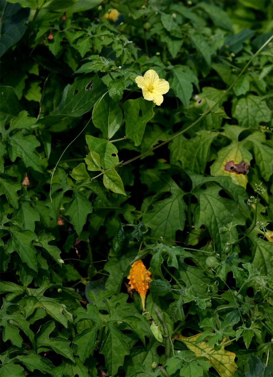 Momordica charantia subsp. charantia Momordica charantia subsp. charantia