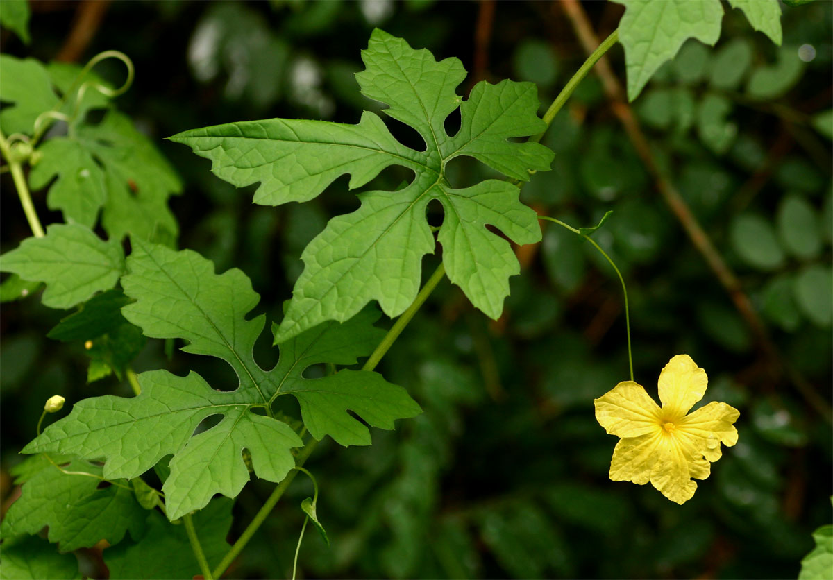 Momordica charantia subsp. charantia Momordica charantia subsp. charantia