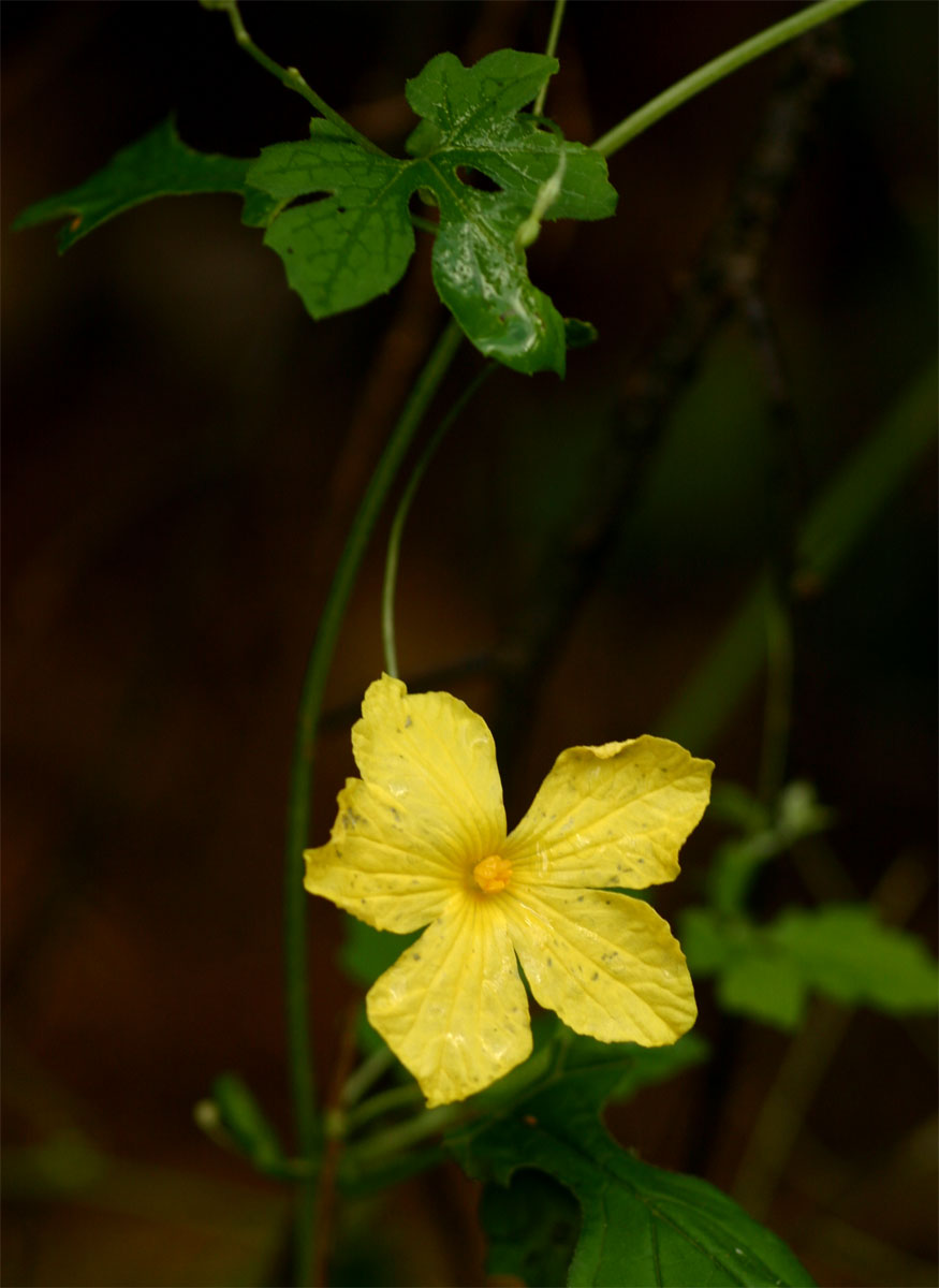 Momordica charantia subsp. charantia Momordica charantia subsp. charantia
