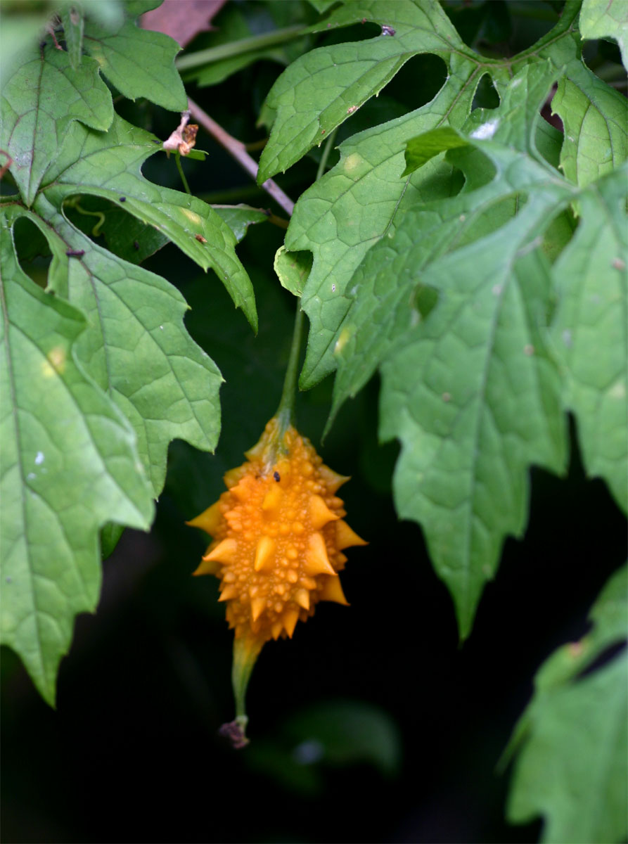 Momordica charantia subsp. charantia Momordica charantia subsp. charantia