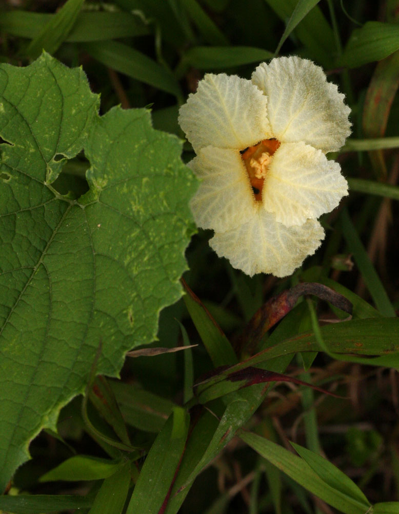 Momordica foetida Momordica foetida