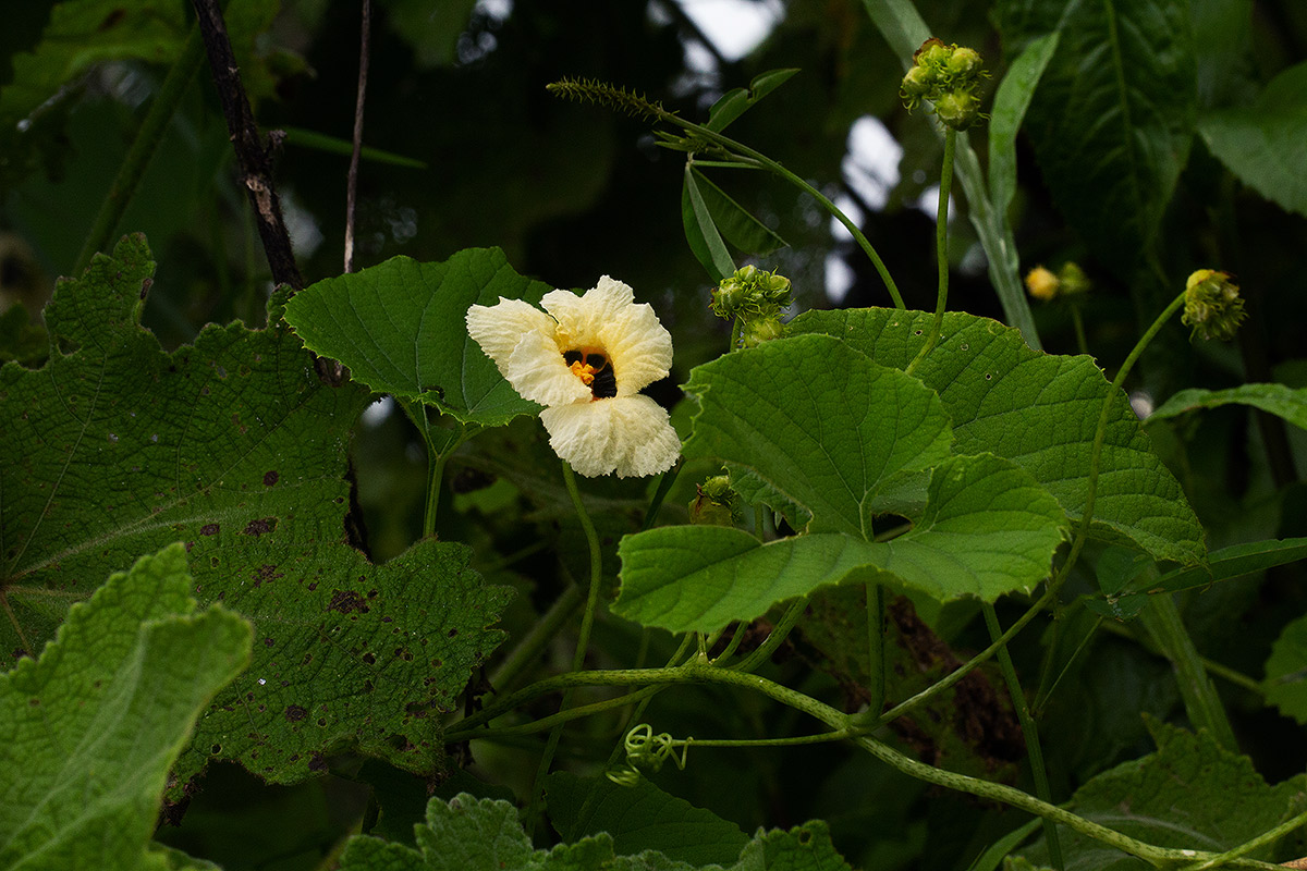 Momordica foetida Momordica foetida