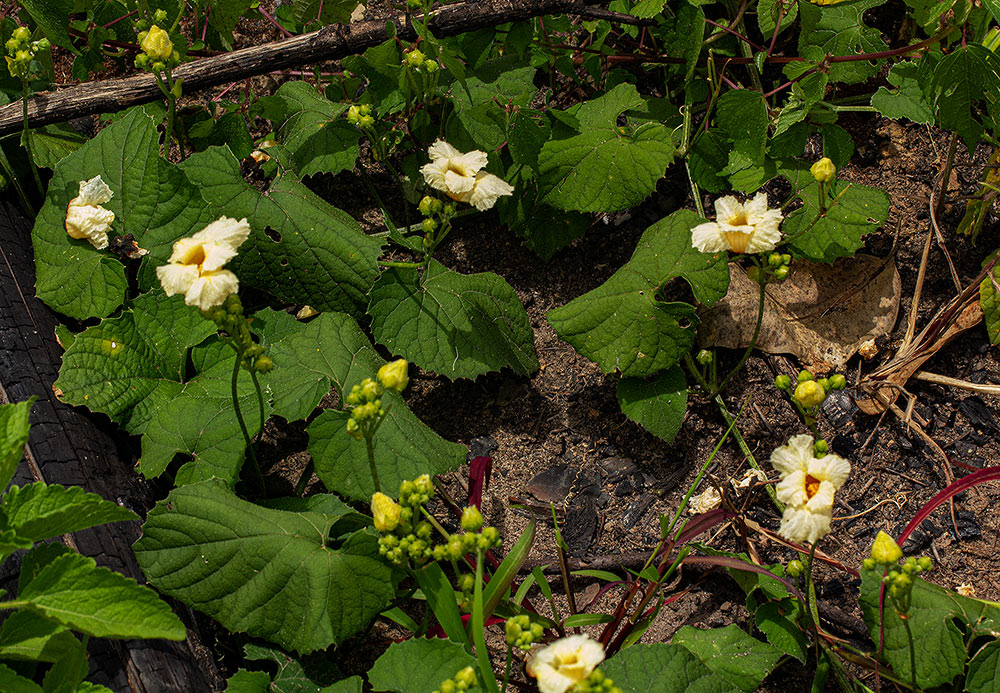 Momordica foetida Momordica foetida