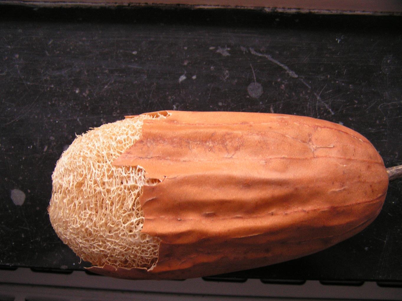 Luffa cylindrica Luffa cylindrica