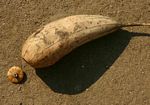 Luffa cylindrica