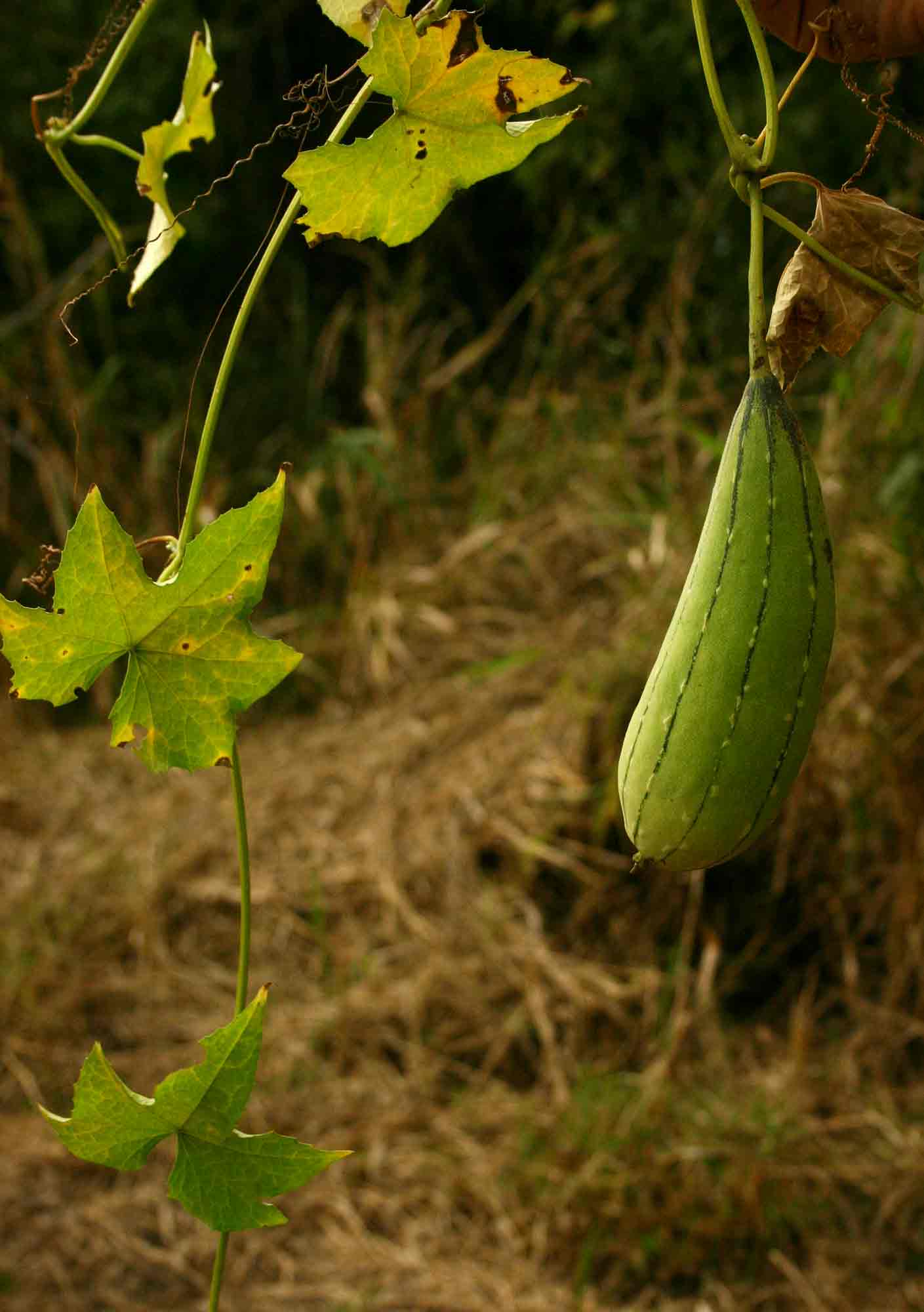 Luffa cylindrica Luffa cylindrica