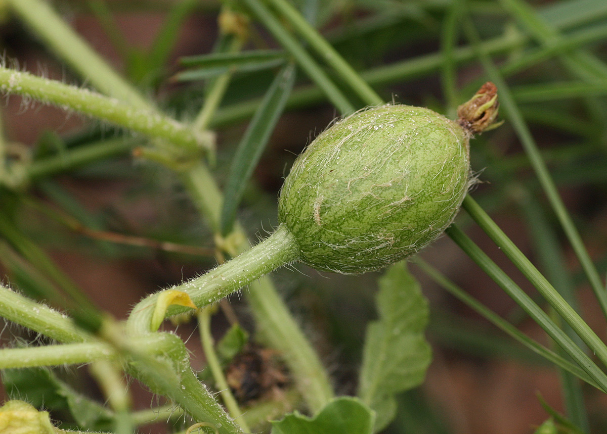 Citrullus lanatus Citrullus lanatus