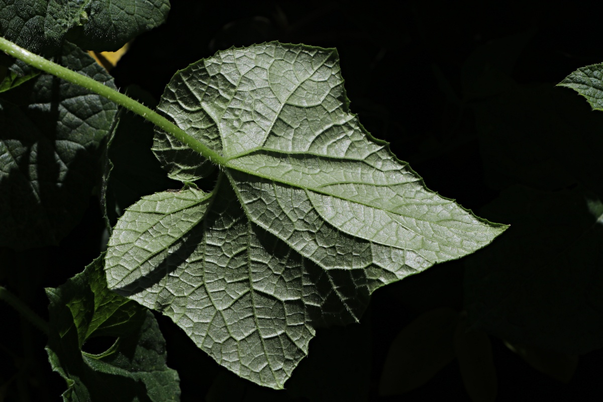 Cucumis metuliferus Cucumis metuliferus