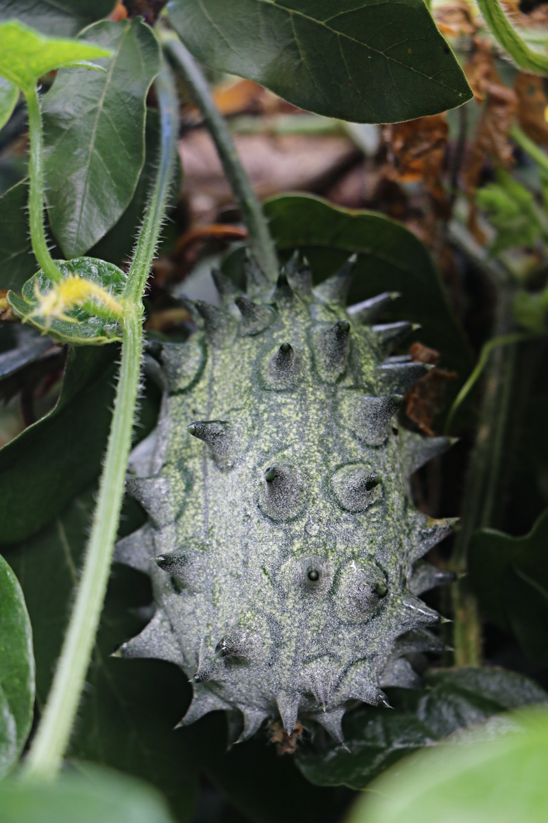 Cucumis metuliferus Cucumis metuliferus