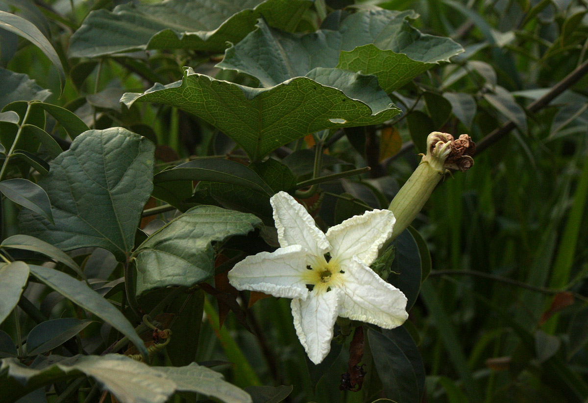 Lagenaria breviflora Lagenaria breviflora