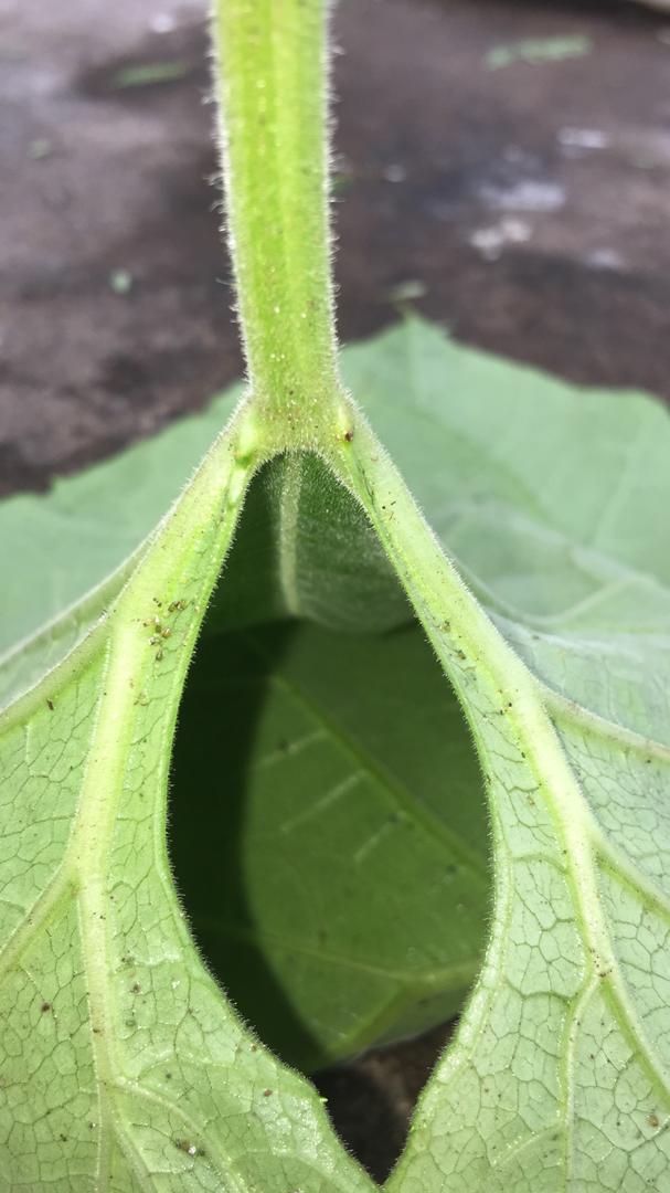 Lagenaria siceraria Lagenaria siceraria