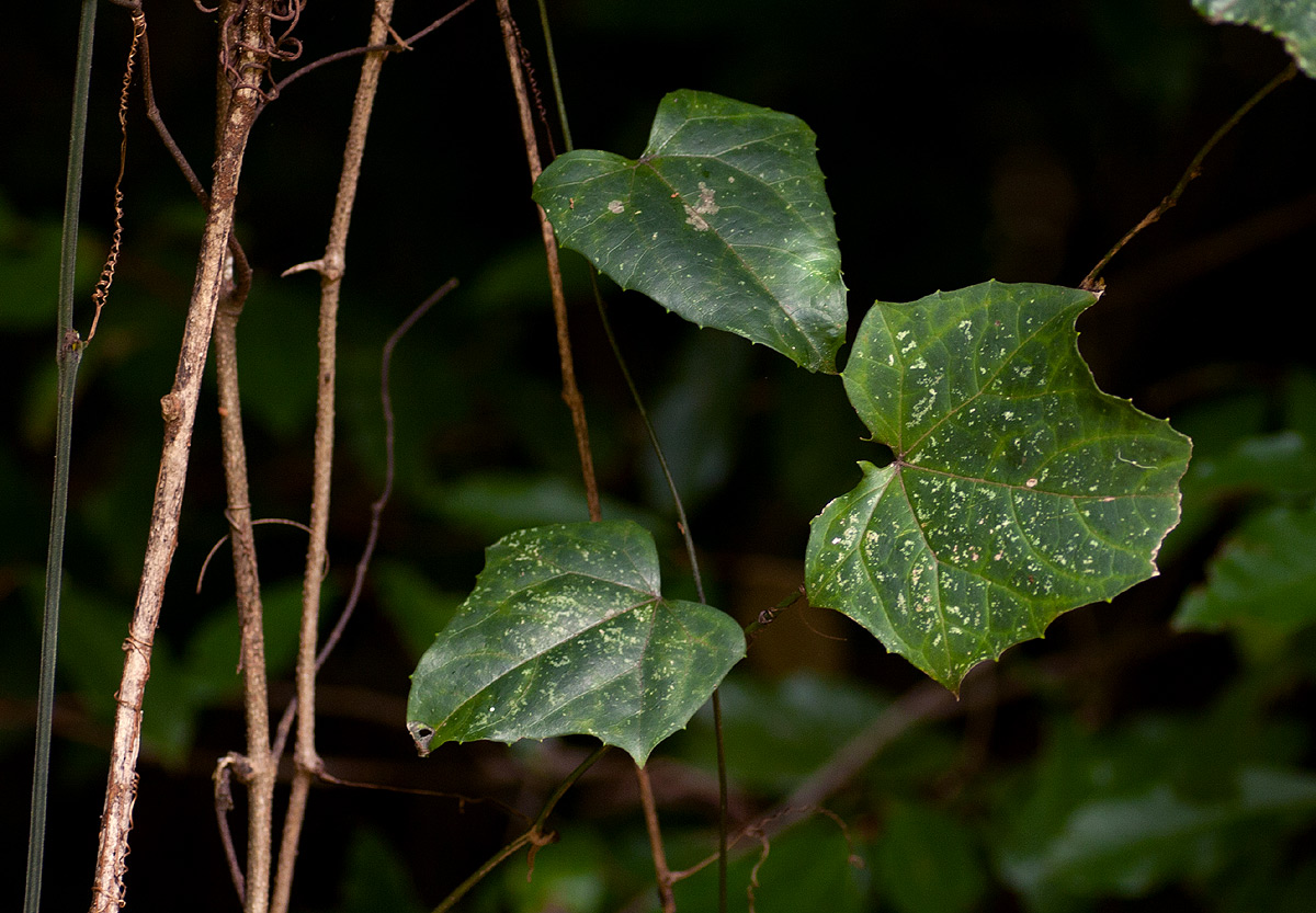 Coccinia barteri