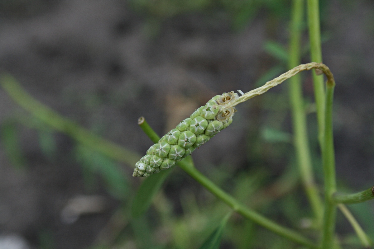 Sphenoclea zeylanica Sphenoclea zeylanica