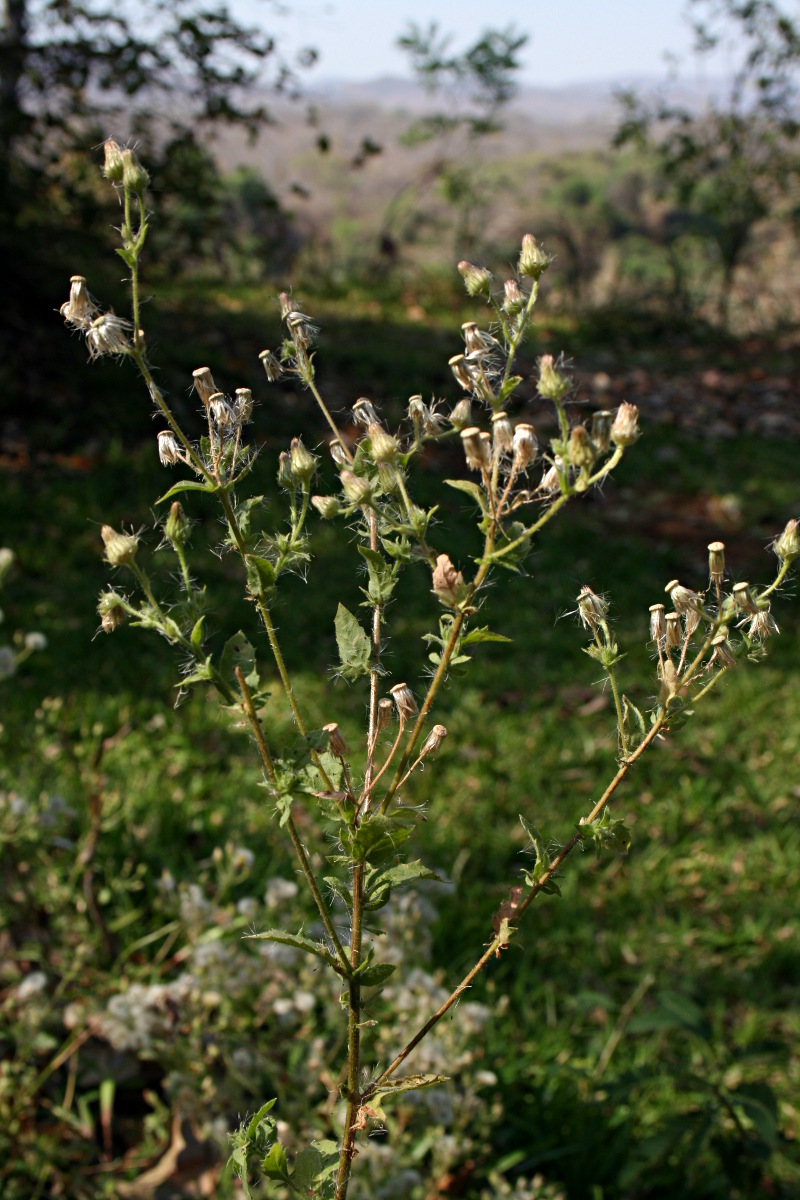 Pseudoconyza viscosa Pseudoconyza viscosa
