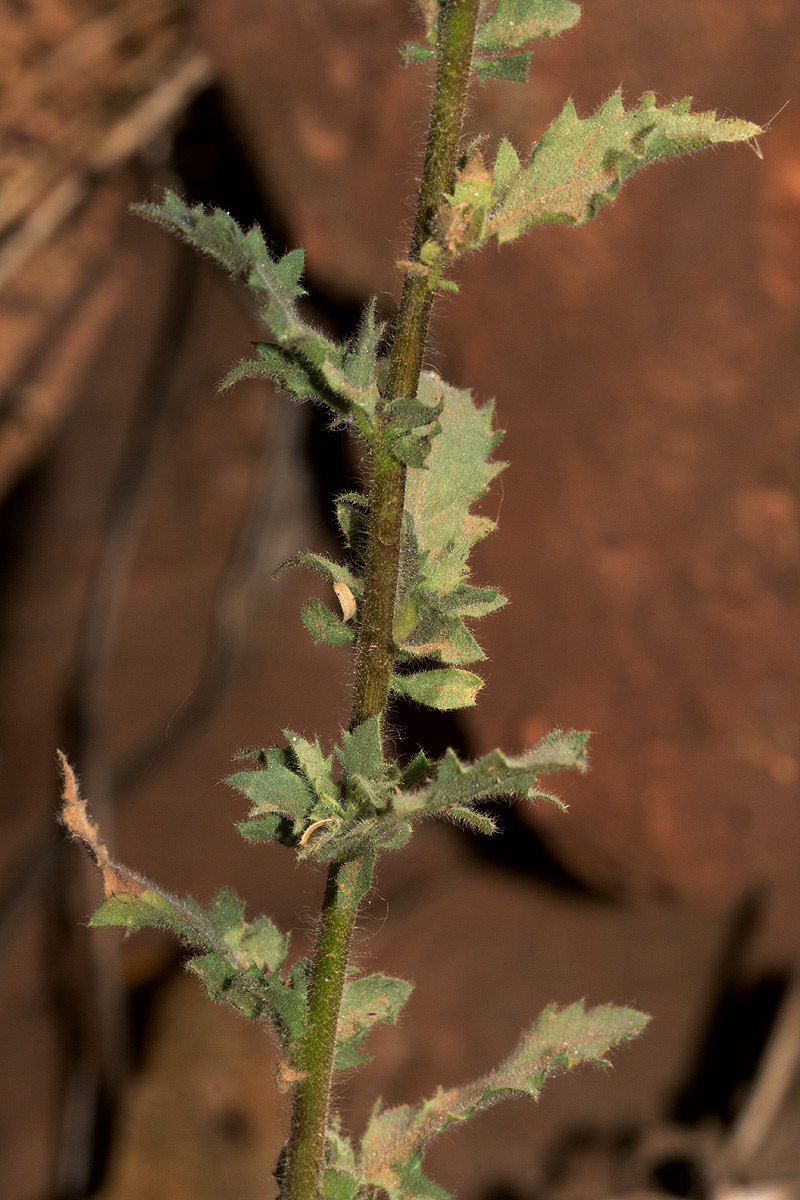 Pseudoconyza viscosa Pseudoconyza viscosa