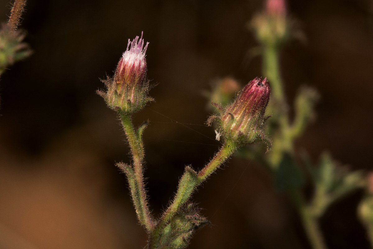 Pseudoconyza viscosa Pseudoconyza viscosa