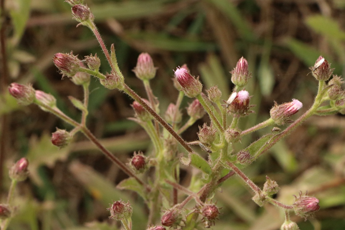 Pseudoconyza viscosa Pseudoconyza viscosa