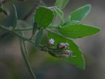 Pluchea dioscoridis