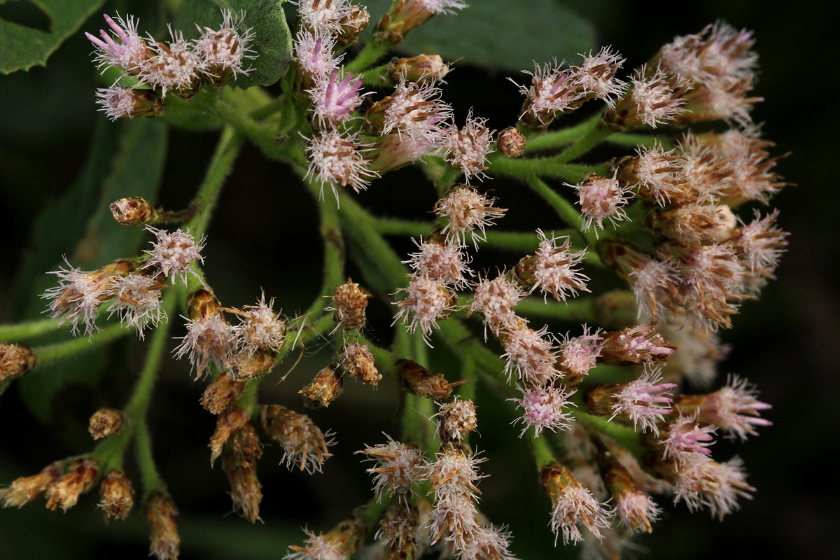 Pluchea dioscoridis