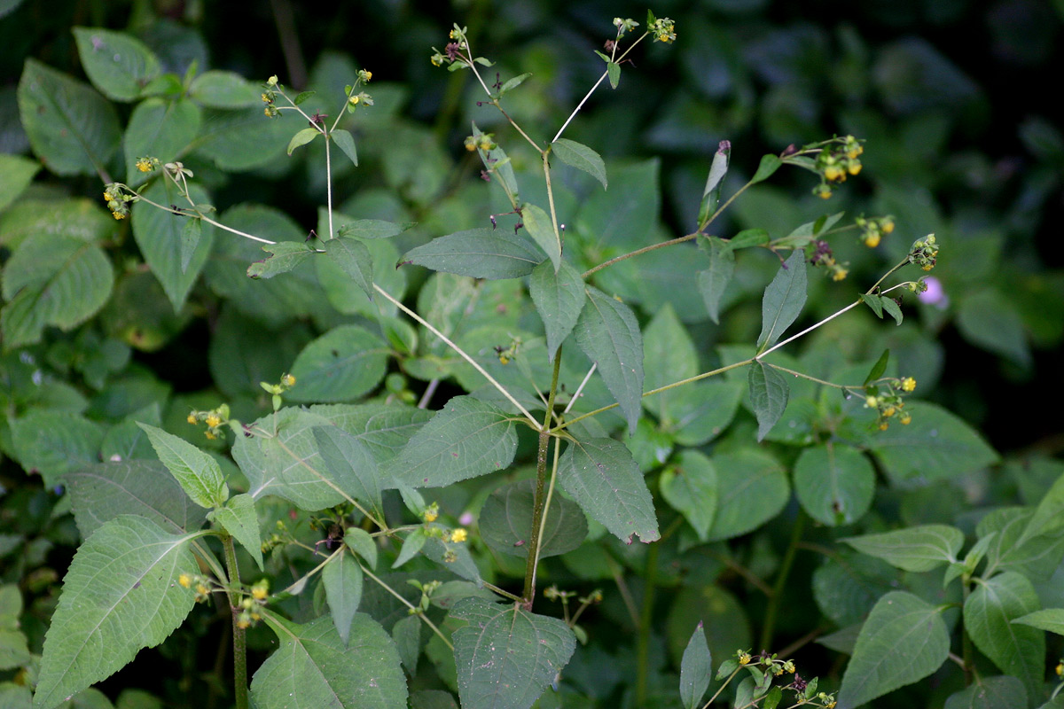 Sigesbeckia orientalis Sigesbeckia orientalis