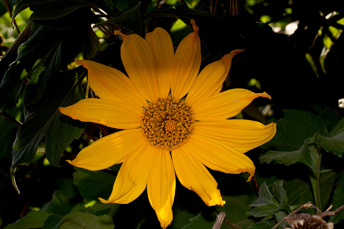 Tithonia diversifolia Tithonia diversifolia
