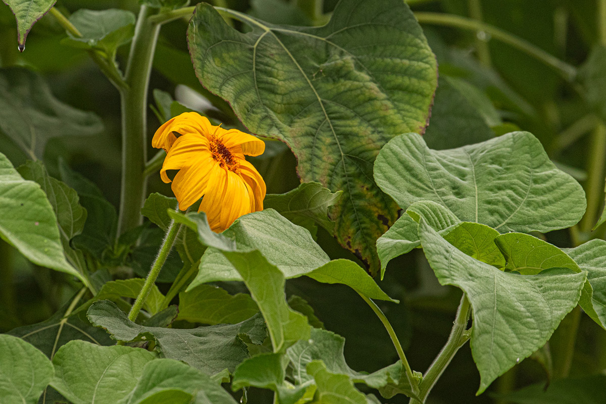 Tithonia diversifolia Tithonia diversifolia