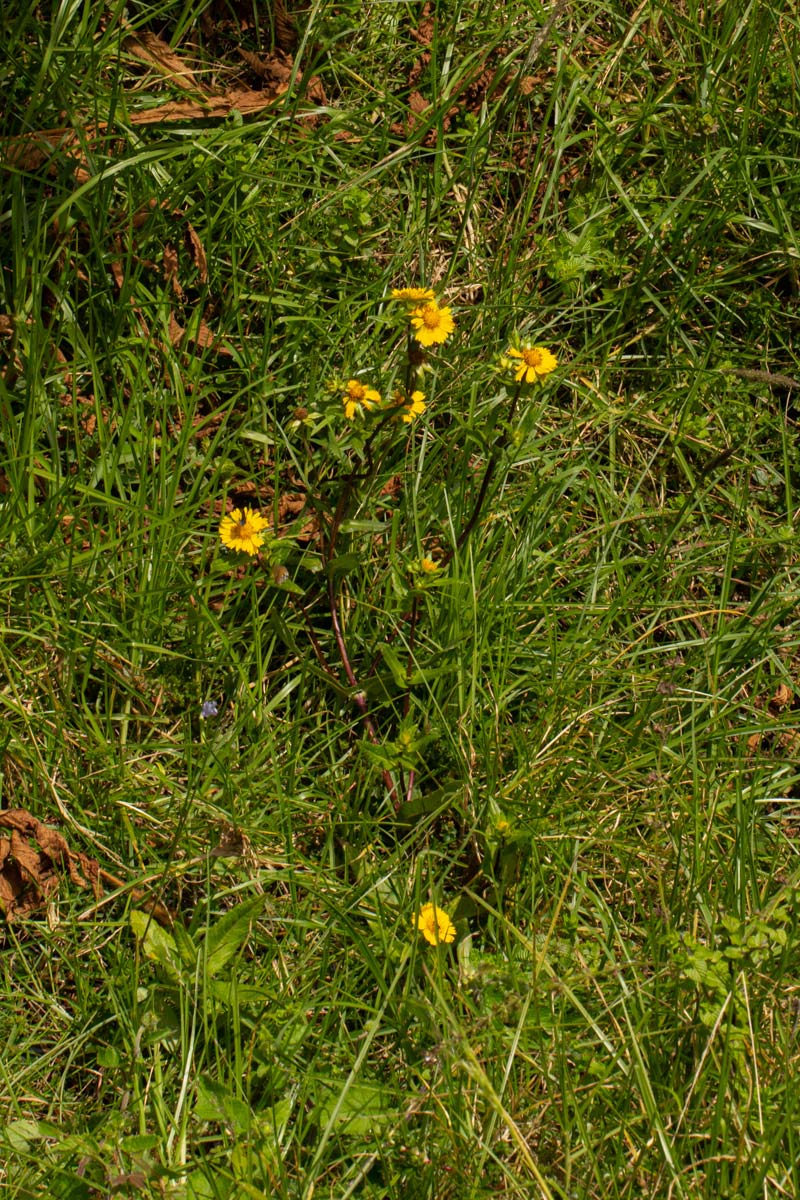Guizotia scabra subsp. scabra Guizotia scabra subsp. scabra