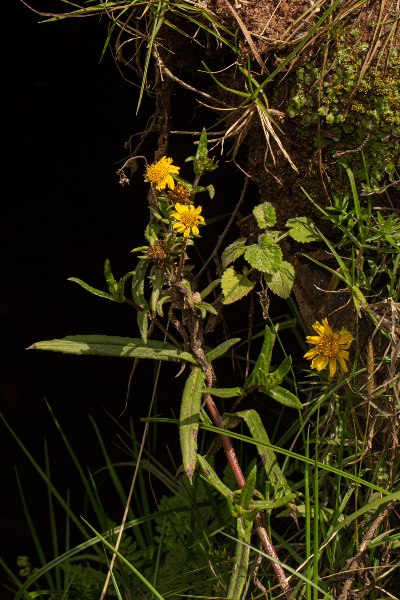 Guizotia scabra subsp. scabra Guizotia scabra subsp. scabra