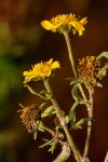 Guizotia scabra subsp. scabra